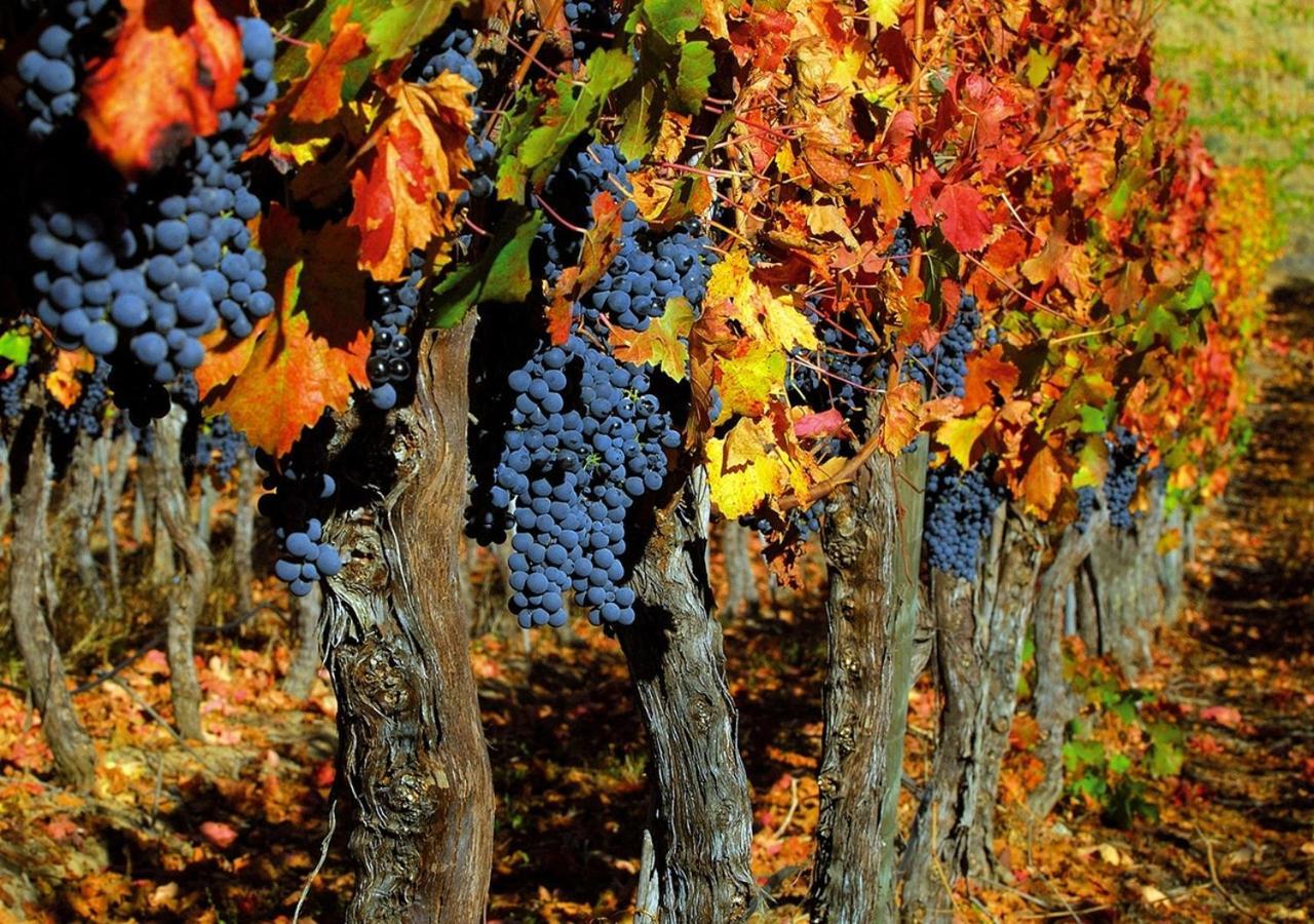 Masseria Le Querciole Fauglia 外观 照片