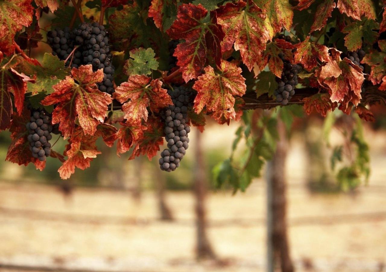 Masseria Le Querciole Fauglia 外观 照片