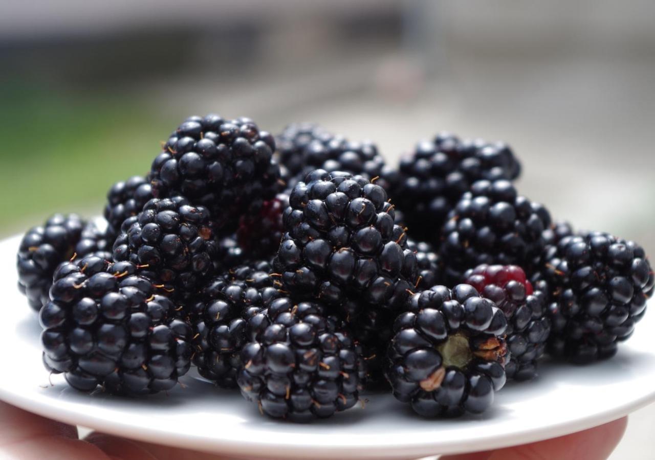 Masseria Le Querciole Fauglia 外观 照片