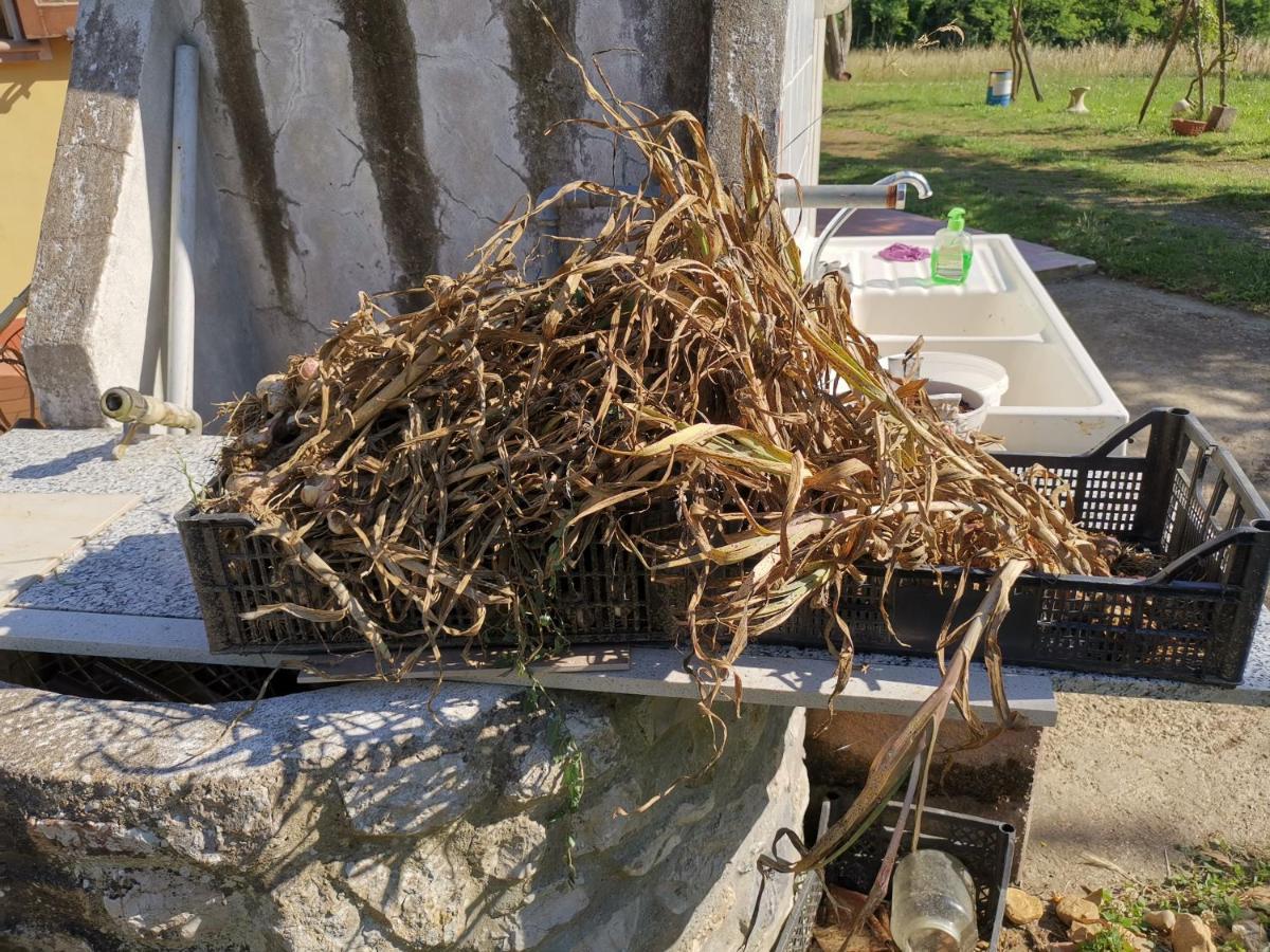 Masseria Le Querciole Fauglia 外观 照片
