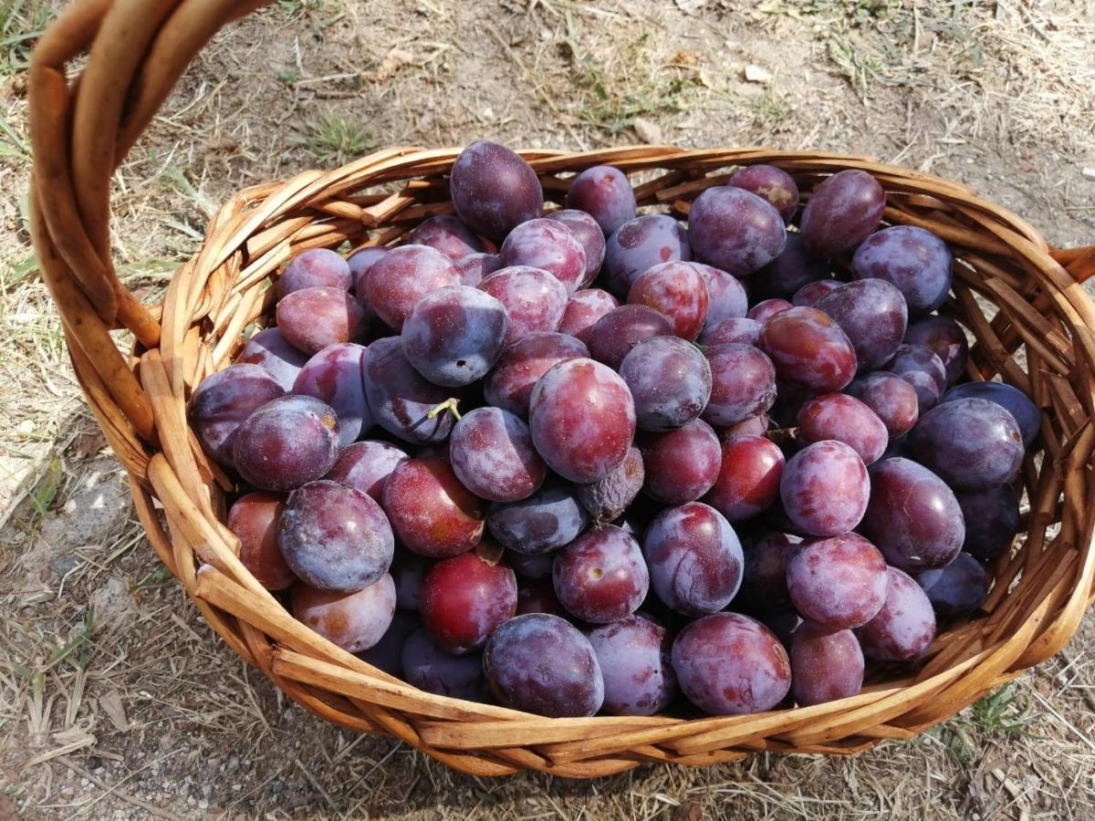 Masseria Le Querciole Fauglia 外观 照片