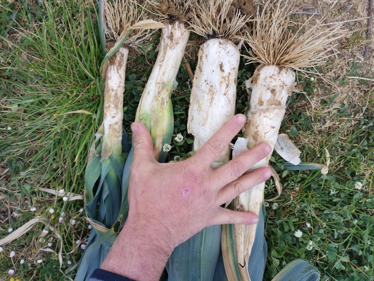 Masseria Le Querciole Fauglia 外观 照片