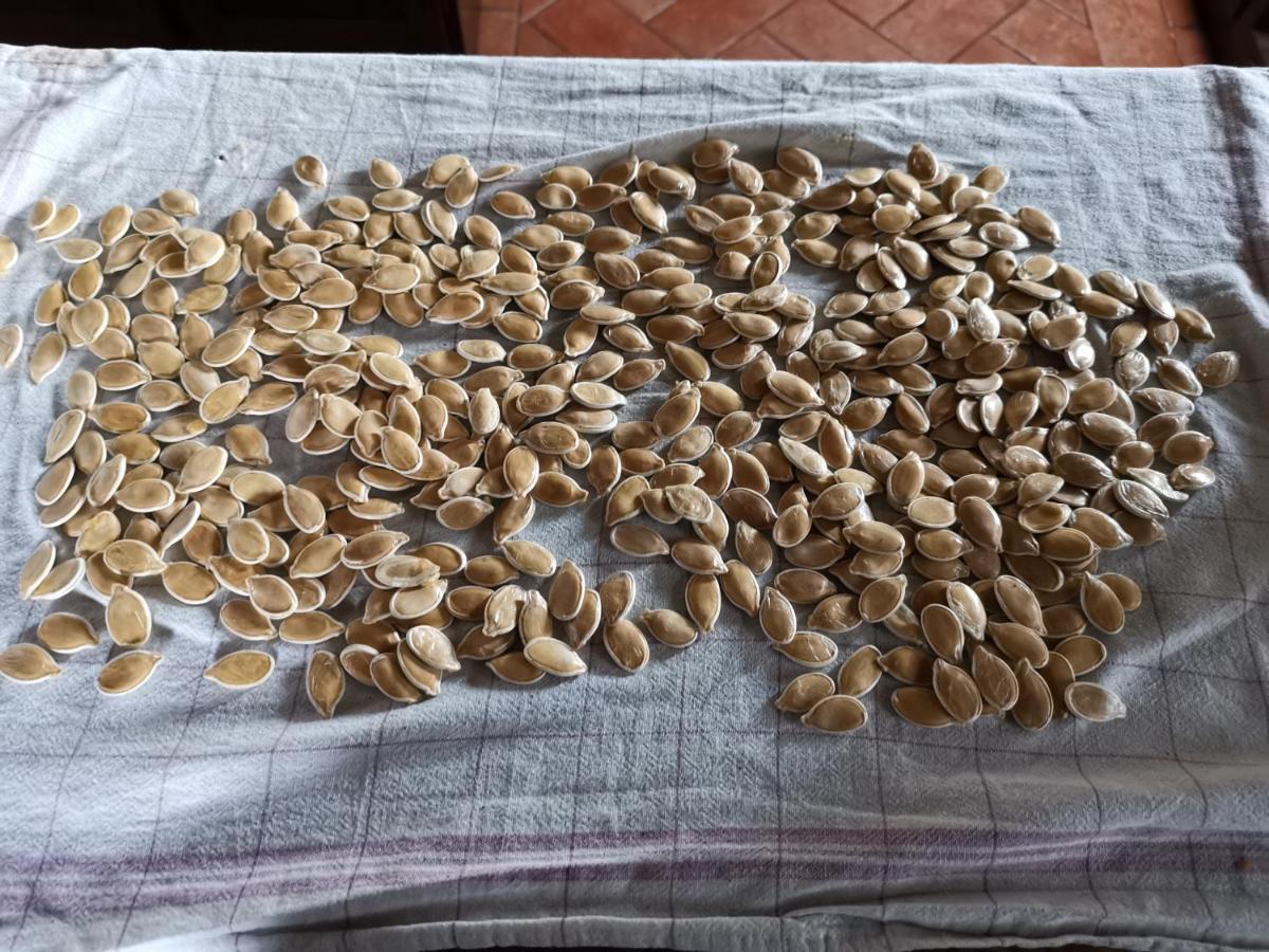 Masseria Le Querciole Fauglia 外观 照片