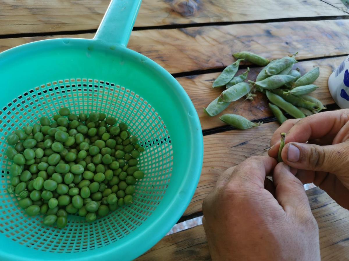 Masseria Le Querciole Fauglia 外观 照片