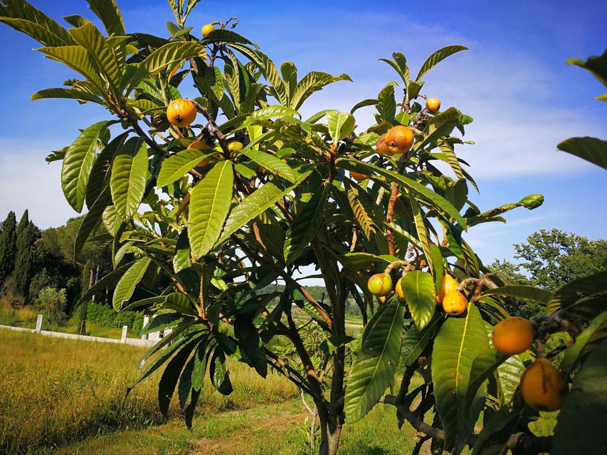 Masseria Le Querciole Fauglia 外观 照片